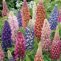 Купить Люпин низкорослый смесь окрасок