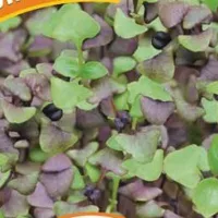 Купить семена Микрозелень Базилик микс серия bio greens