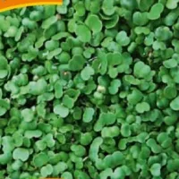 Купить семена Микрозелень Дайкон микс серия bio greens