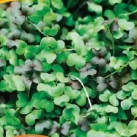 Купить семена Микрозелень Капуста микс серия bio greens
