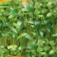 Купить семена Микрозелень Кориандр микс серия bio greens
