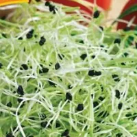 Купить семена Микрозелень Лук порей серия bio greens
