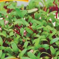 Купить семена Микрозелень Мангольд микс серия bio greens