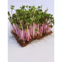 Купить Набор для выращивания микрозелени Редис Чайна Роуз