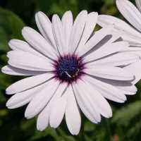 Купить Остеоспермум Аккорд