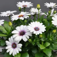 Купить Остеоспермум Аккорд