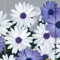 Купить Остеоспермум Небо и лед