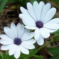 Купить Остеоспермум Небо и лед