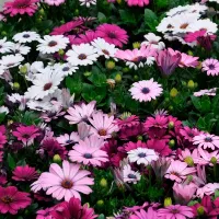 Купить Остеоспермум Смесь окрасок