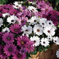 Купить Остеоспермум Смесь окрасок