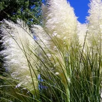 Купить Пампасную траву (Кортадерия)