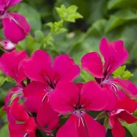 Купить Пеларгония ампельная Рич Аут F1 Хот Пинк