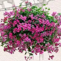 Купить Пеларгония Рич Аут F1 Лайт Парпл