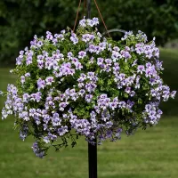 Купить Пеларгония ампельная Рич Аут F1 Лилак Биколор