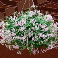 Купить Пеларгония Рич Аут F1 Лилак Биколор