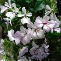 Купить Пеларгония Кристал Квин F1 Вайт плющелистная