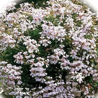 Купить Пеларгония Кристал Квин F1 Вайт плющелистная