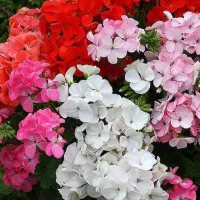 Купить Пеларгония гибридная Мультиблум F1 Вайт