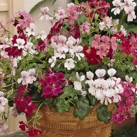 Купить Пеларгония плющелистная ампельная Летний дождь