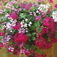 Купить Пеларгония плющелистная ампельная Летний дождь