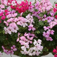 Купить Пеларгония плющелистная Зоммертайм F1