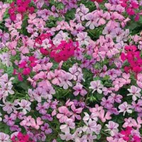 Купить Пеларгония плющелистная Саммертайм F1