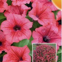 Купить Петуния ампельная Бархатный Вельвет