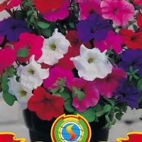 Купить Петуния Балконная смесь