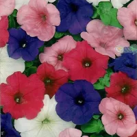 Купить Петуния Балконная смесь