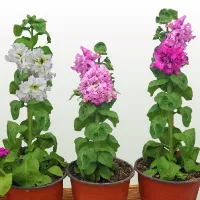 Купить Петуния Букетная F1 крупноцветковая махровая