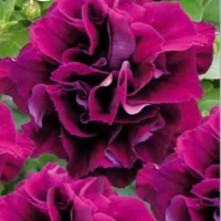 Купить Петуния махровая Бургунди  F1