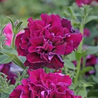 Купить Петуния махровая Бургунди  F1