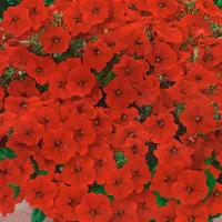 Купить Петуния Джоконда F1 алая