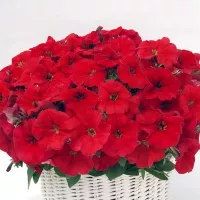 Купить Петуния Джоконда F1 алая