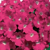 Купить Петуния Джоконда Сатурн розовая F1