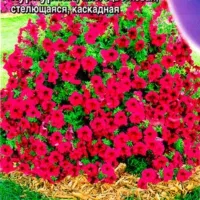 Купить Петуния Джоконда F1 пурпурная