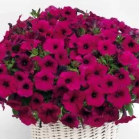 Купить Петуния Джоконда F1 пурпурная
