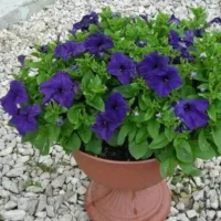 Купить Петуния Джоконда F1 синяя