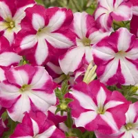 Купить Петуния Джоконда Роуз энд Вайт мультифлора