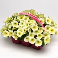 Купить Петуния  Изи Вейв (Волна) Еллоу F1 ампельная