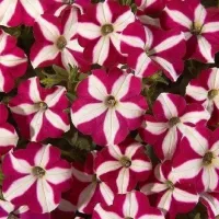 Купить Петуния Изи вейв (Волна)  F1 Бургунди стар
