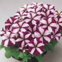 Купить Петуния Изи вейв (Волна)  F1 Бургунди стар