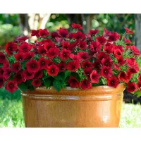 Купить Петуния Изи вейв ред велюр