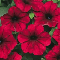 Купить Петуния Изи вейв (Волна) F1 Ред Велюр