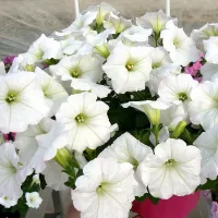 Купить Петуния Изи вейв (Волна) F1 белая