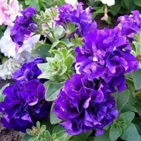 Купить Петуния каскадная Синий водопад F1 махровая крупноцветковая