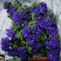 Купить Петуния каскадная Синий водопад F1 махровая крупноцветковая