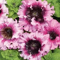 Купить Петуния крупноцветковая F1 превосходнейшая