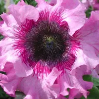 Купить Петуния крупноцветковая F1 превосходнейшая