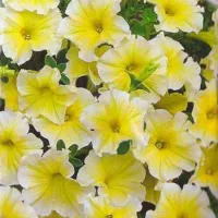 Купить Петуния Лимончелло F1 крупноцветковая
